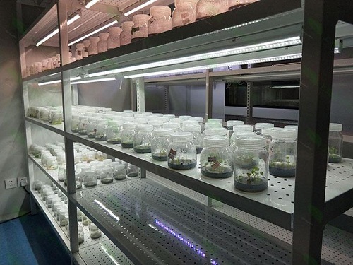 镇江植物组织培养实验室设计建设方案